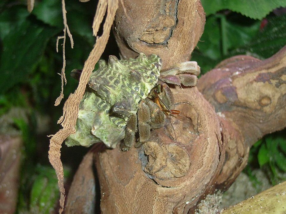 ruggie hermit crab
