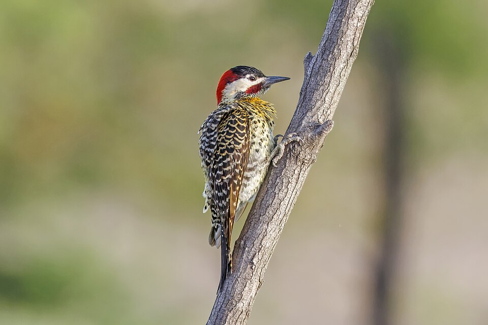 Green-barred Woodpecker