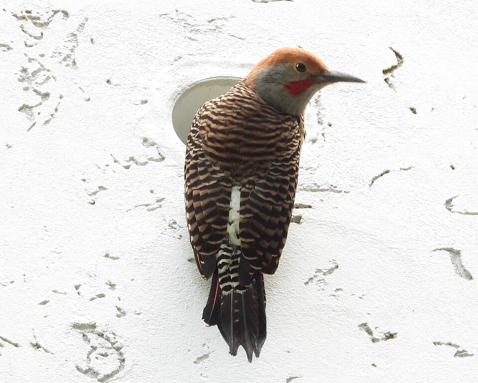 Guatemalan Flicker