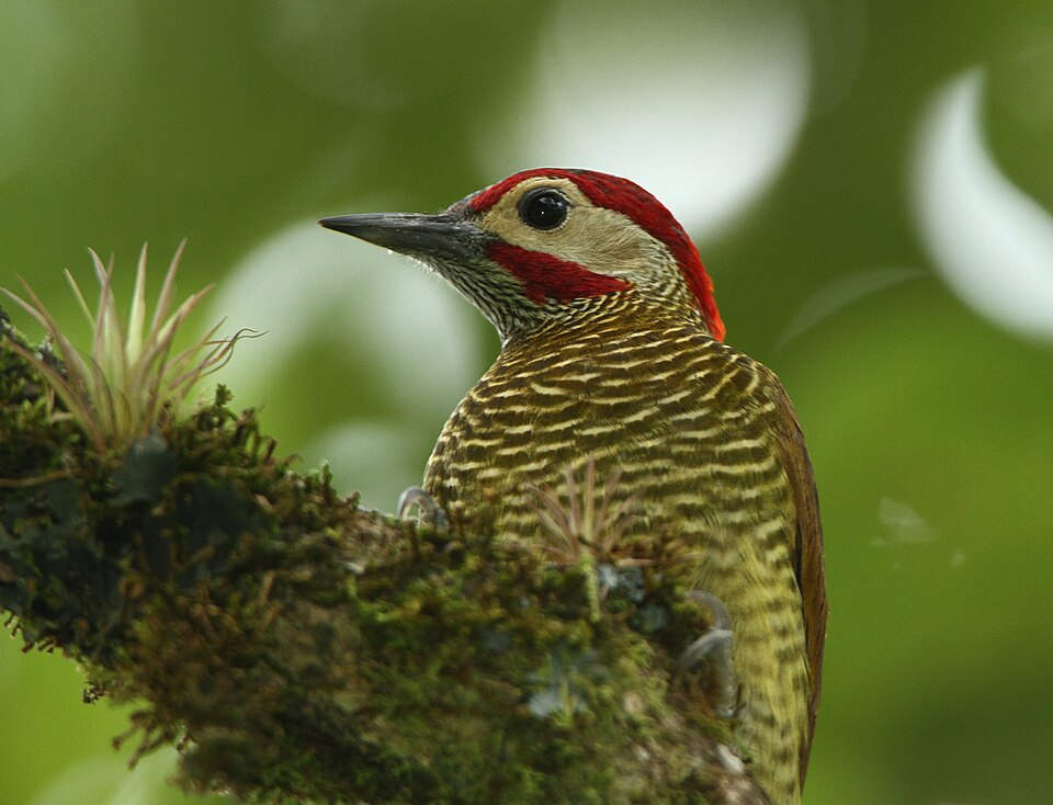 Golden-olive Woodpecker