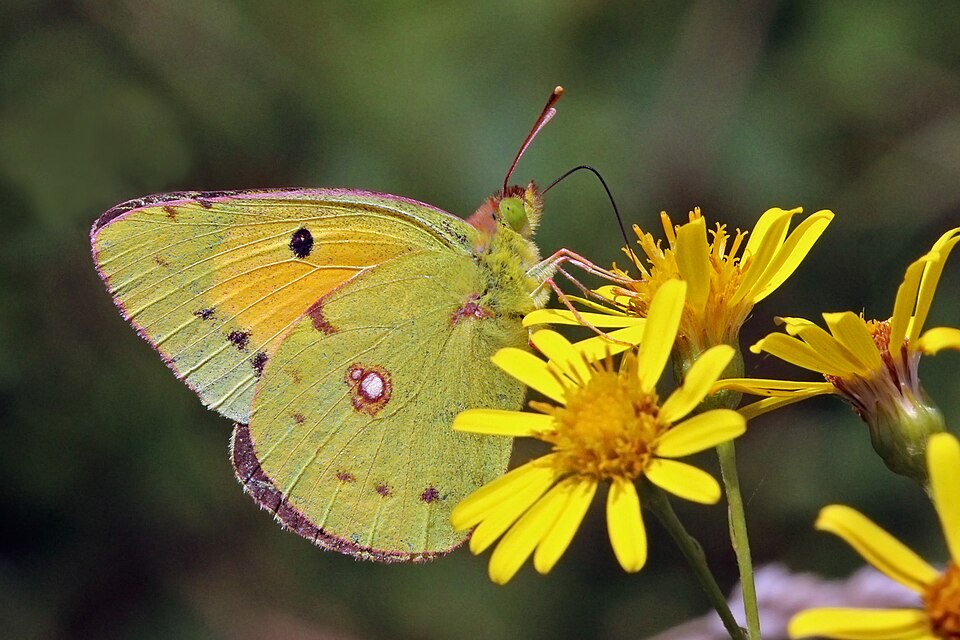 Clouded Yellow