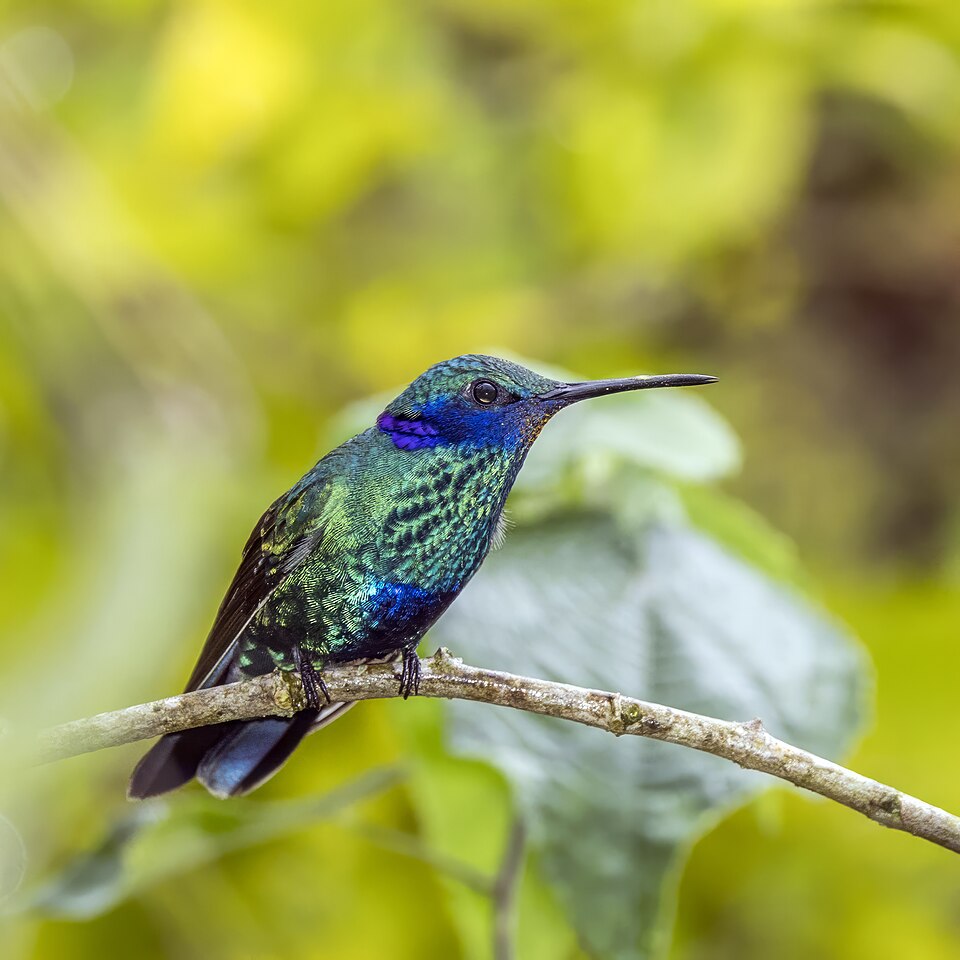 Sparkling Violetear