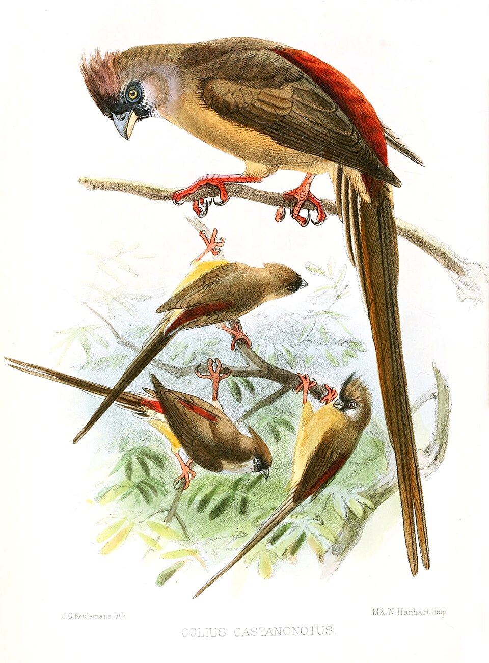Red-backed Mousebird