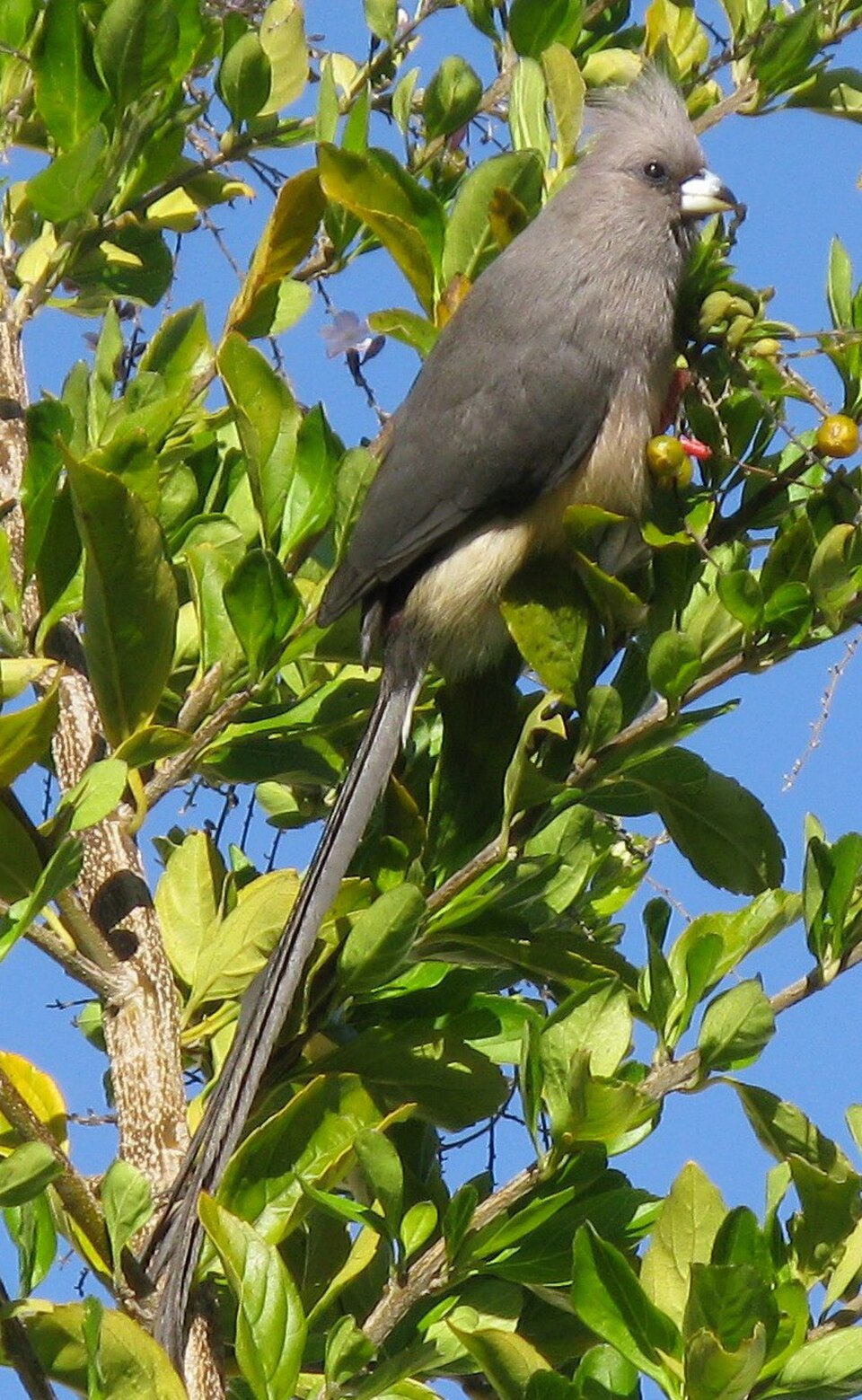 White-backed Mousebird
