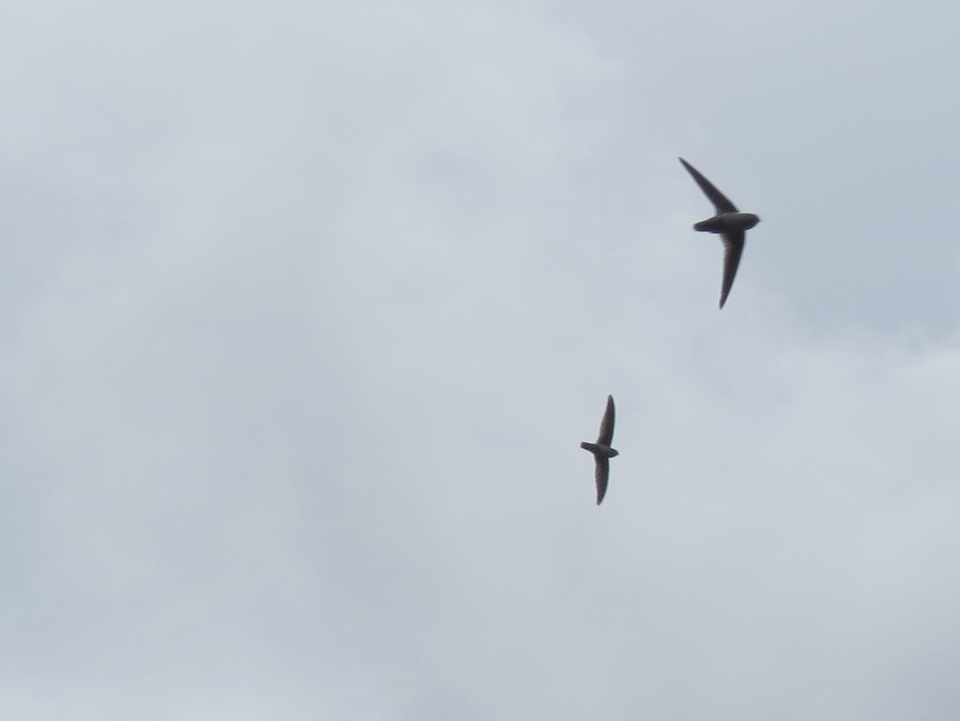 Plume-toed Swiftlet