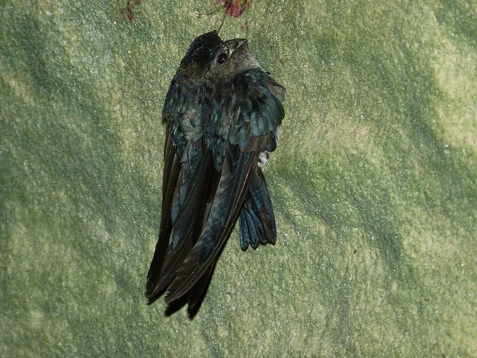 Glossy Swiftlet