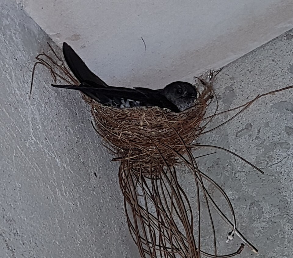 Ridgetop Swiftlet