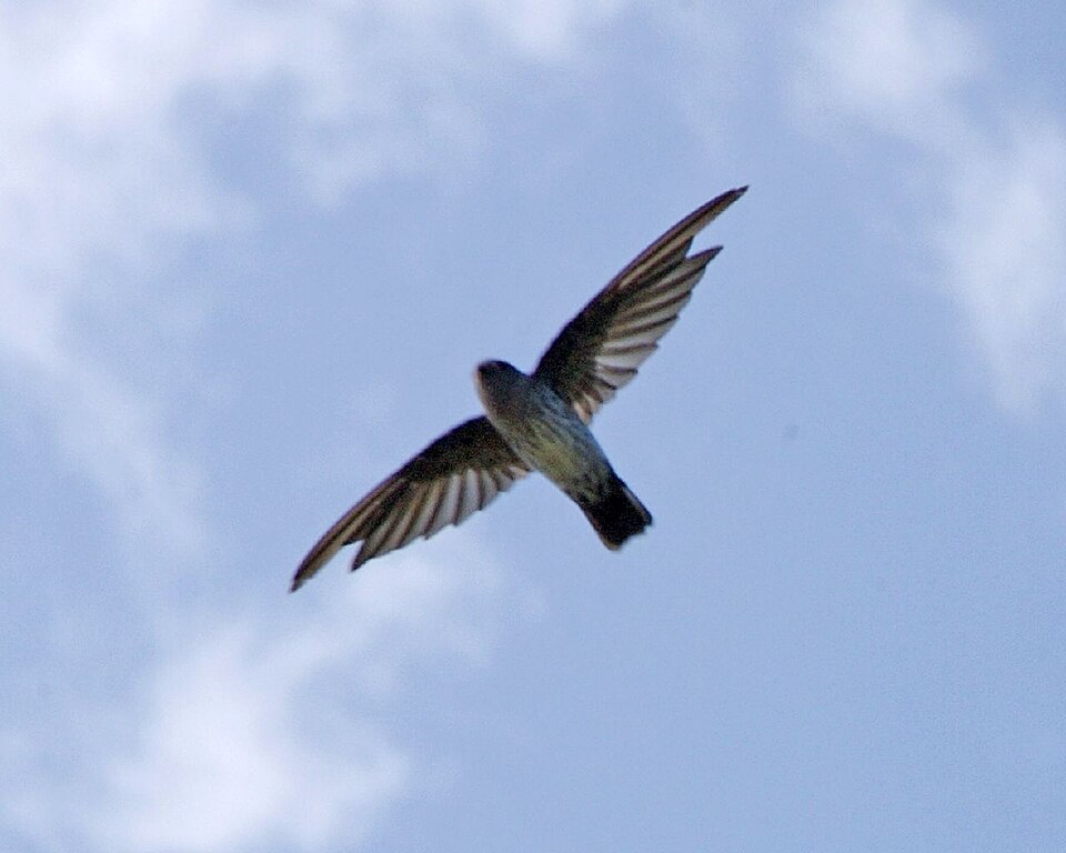 Cave Swiftlet