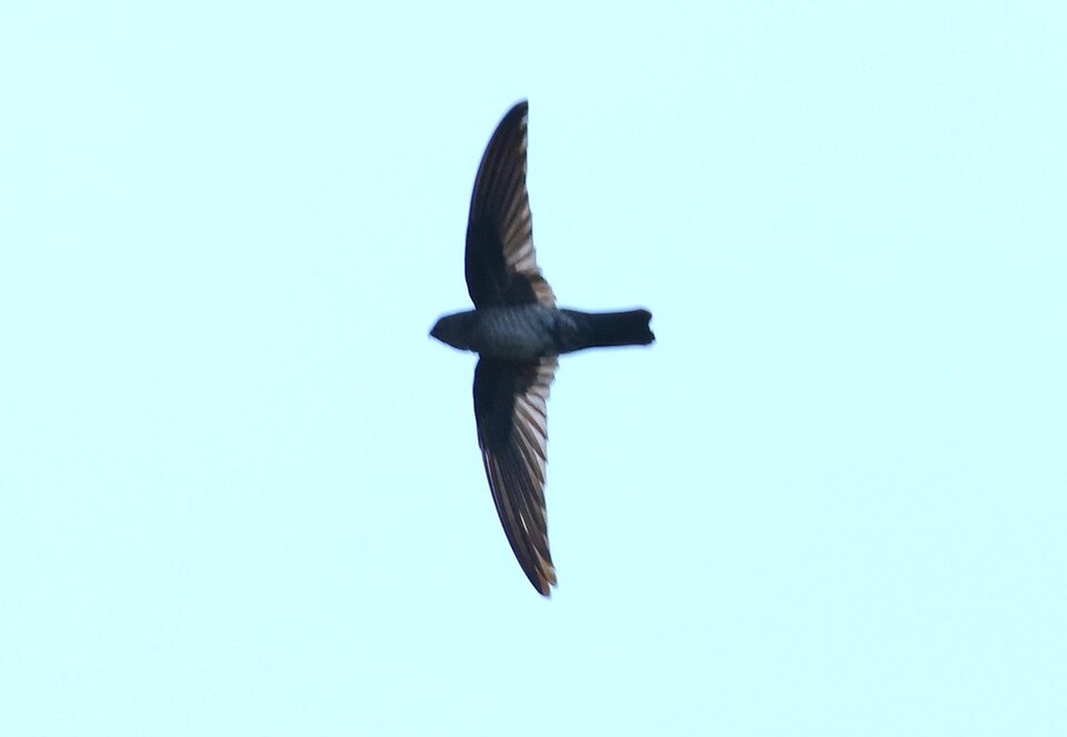 Gray-rumped Swiftlet