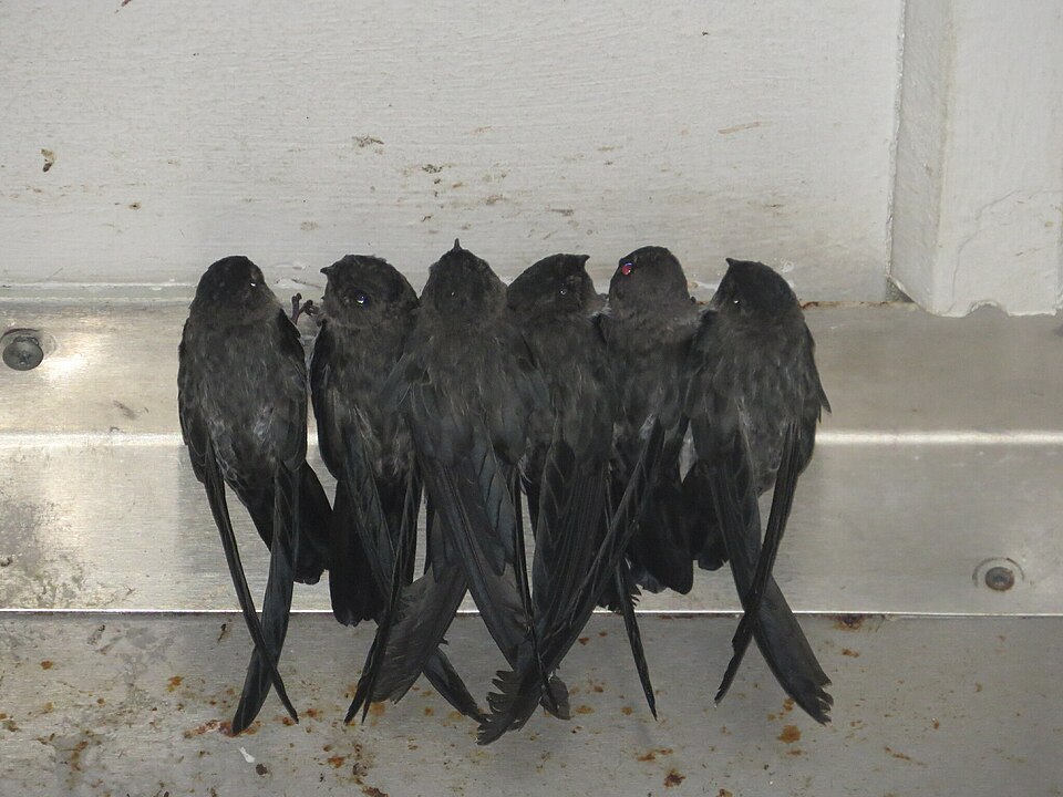 Christmas Island Swiftlet