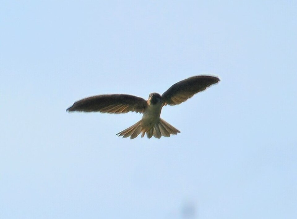 Drab Swiftlet