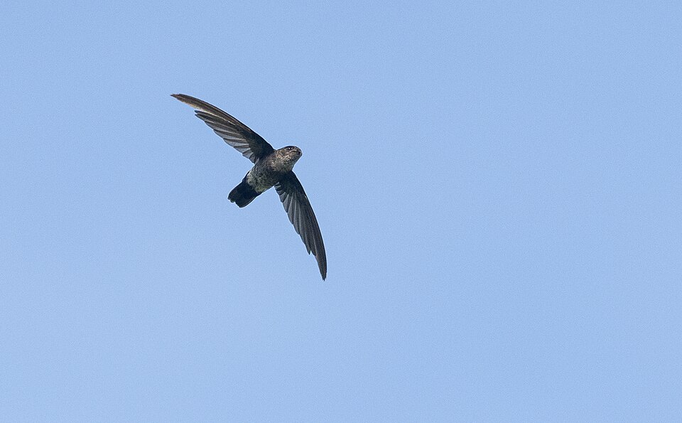 Pygmy Swiftlet