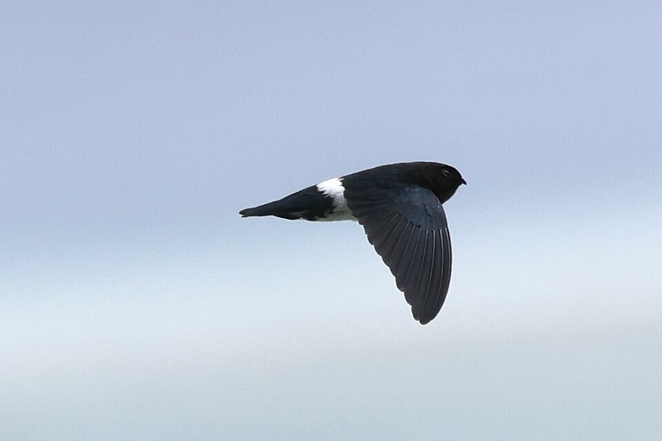 Satin Swiftlet
