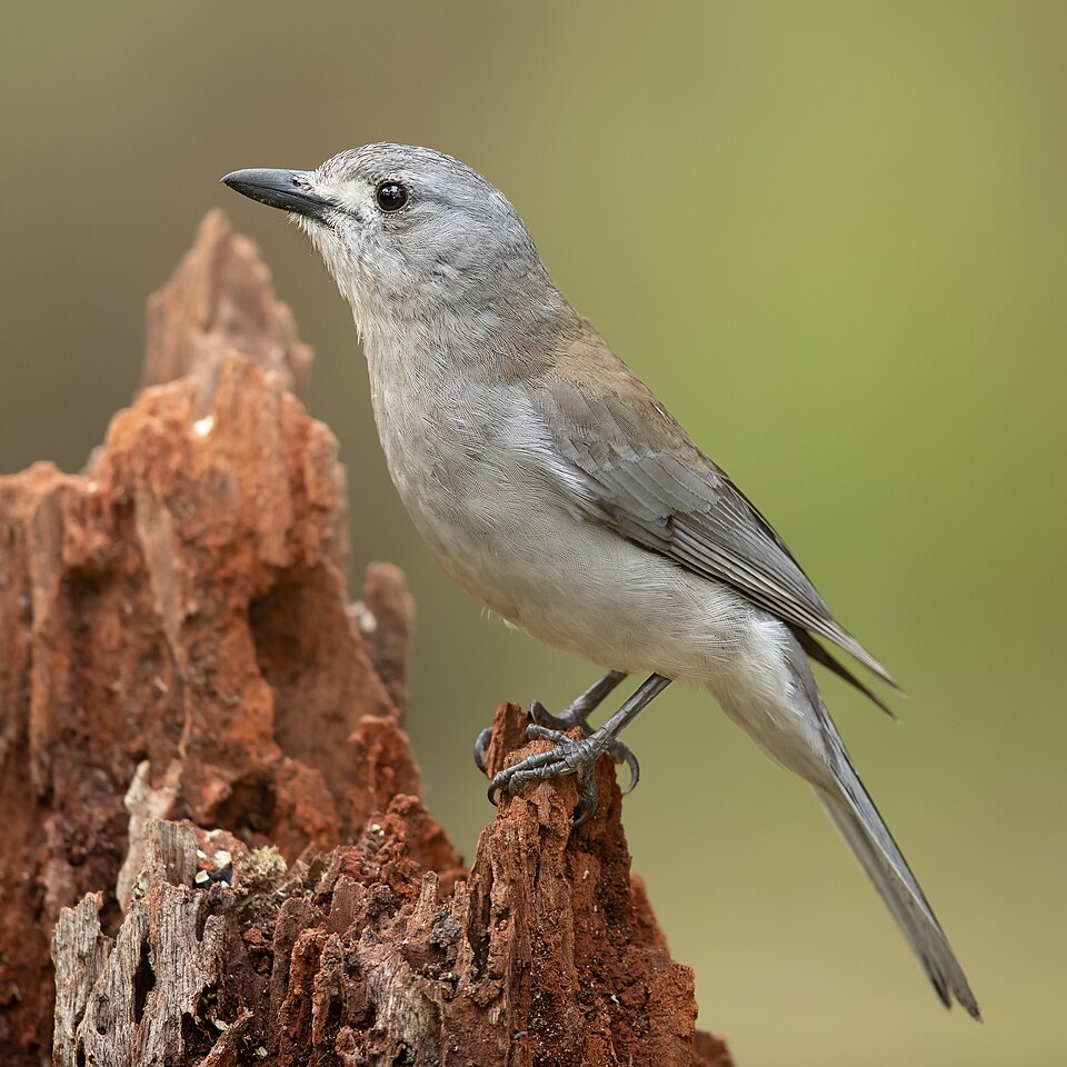 Gray Shrikethrush