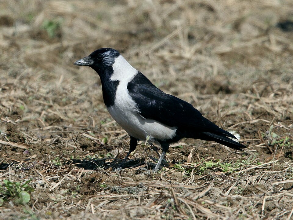 Daurian Jackdaw