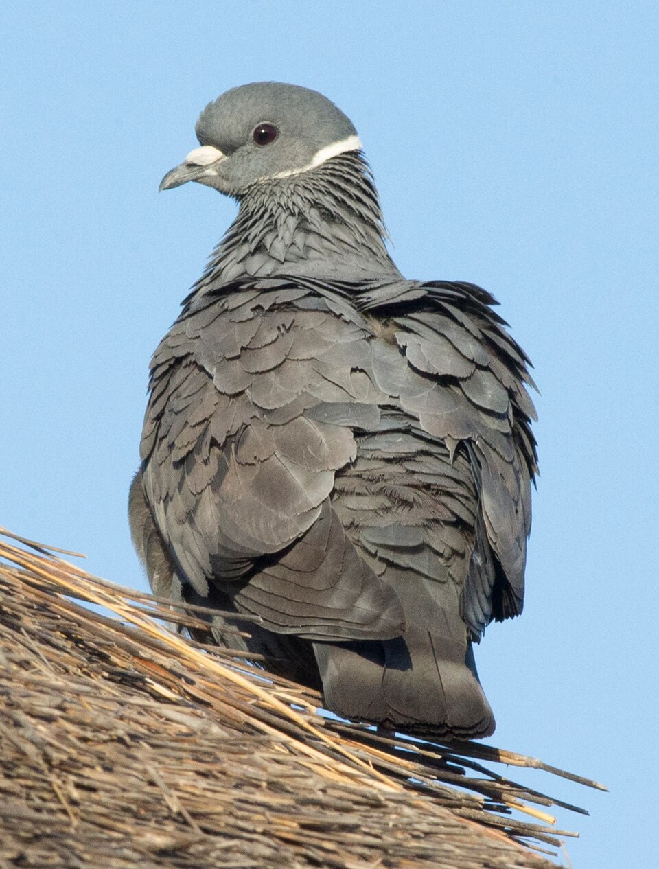 White-collared Pigeon