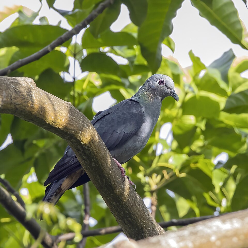 Sao Tome Pigeon
