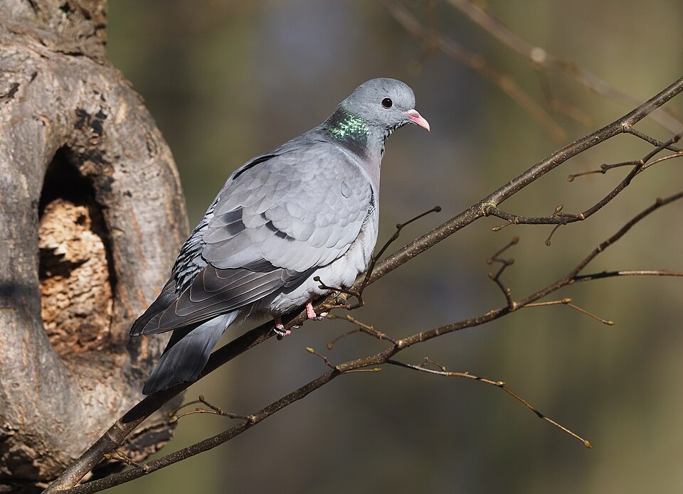 Stock Dove