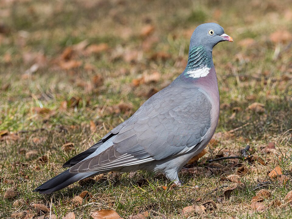 Common Wood-Pigeon
