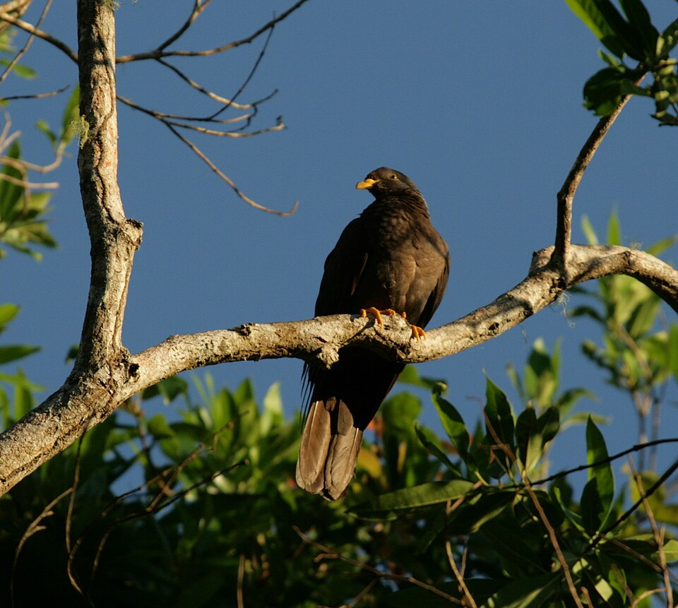 Comoro Pigeon
