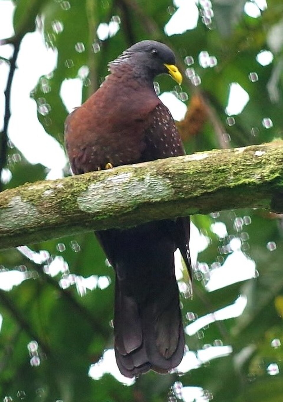 Maroon Pigeon