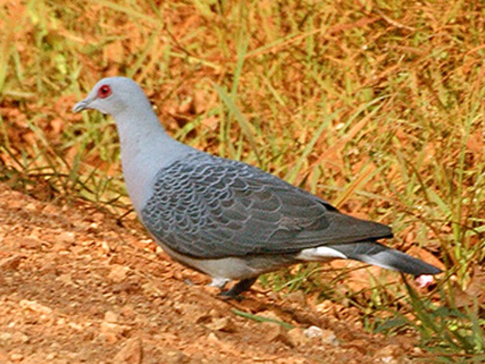 Afep Pigeon