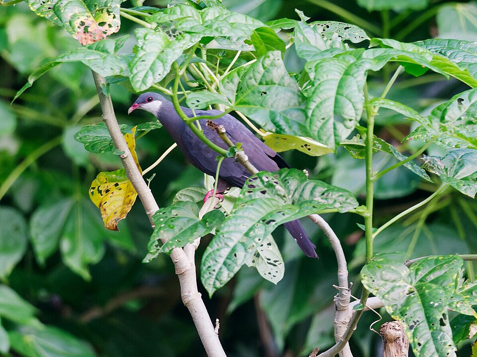 Metallic Pigeon