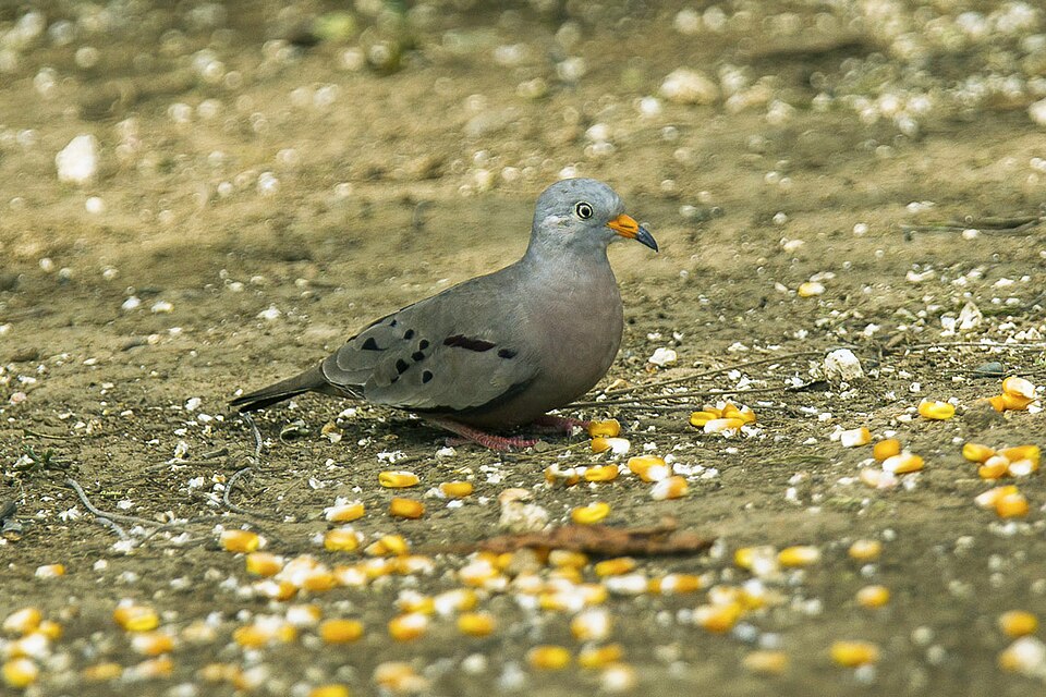 Croaking Ground-Dove