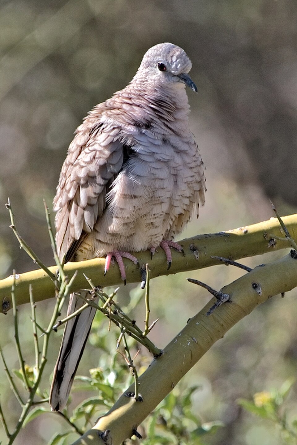 Inca Dove