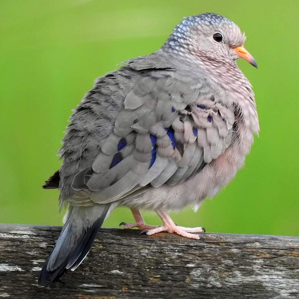 Common Ground-Dove