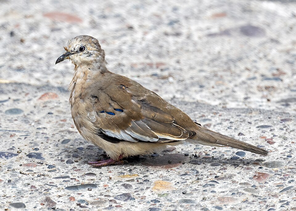 Picui Ground-Dove