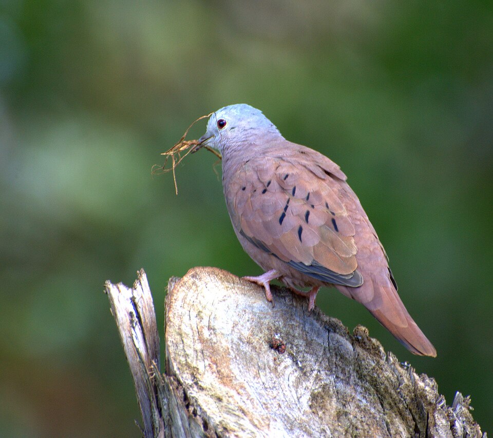 Ruddy Ground-Dove
