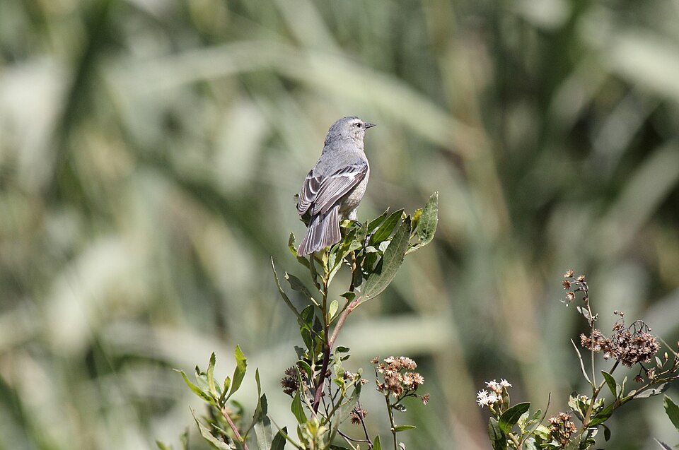 Cinereous Conebill