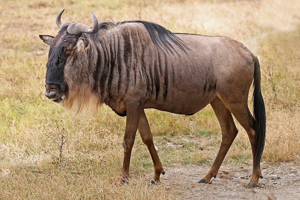 blue wildebeest