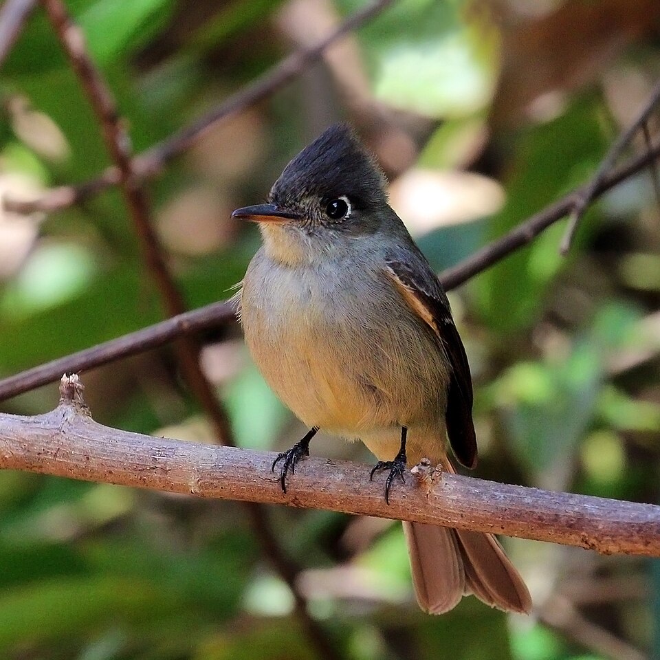 Cuban Pewee