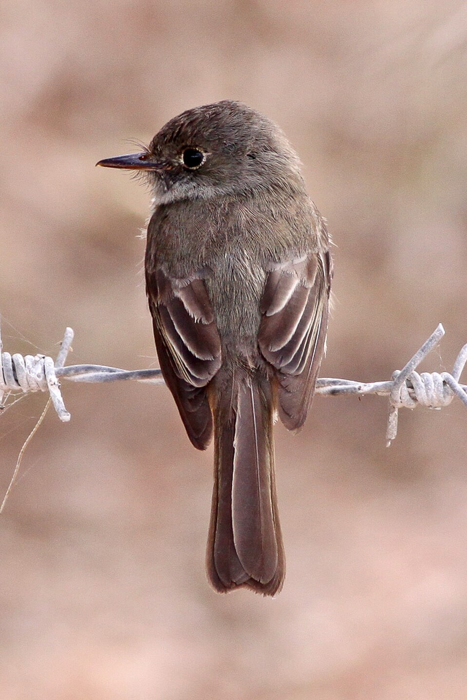 Hispaniolan Pewee