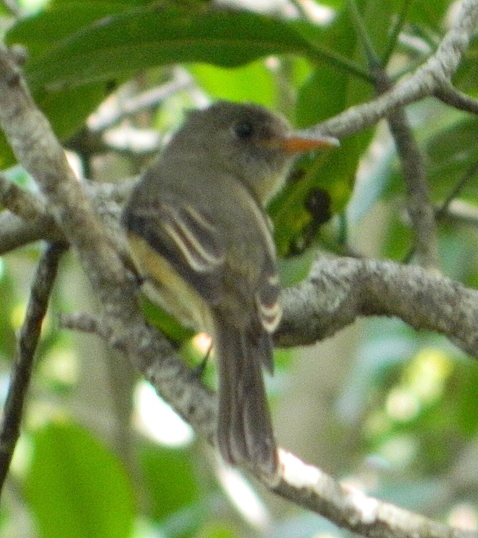 Lesser Antillean Pewee