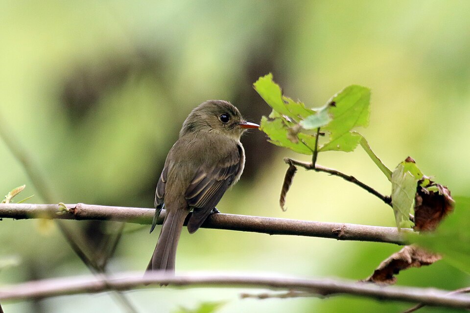 Jamaican Pewee