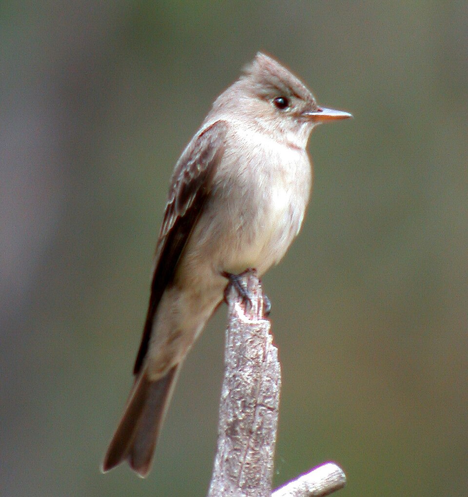 Greater Pewee