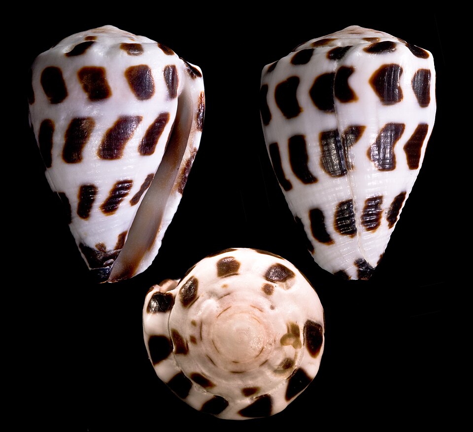 Hebrew cone