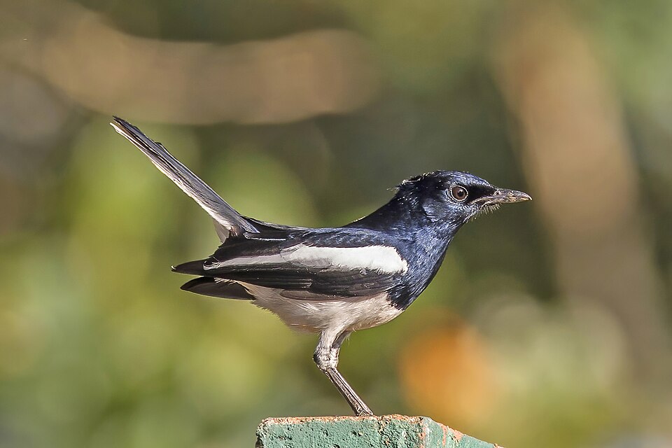 Oriental Magpie-Robin
