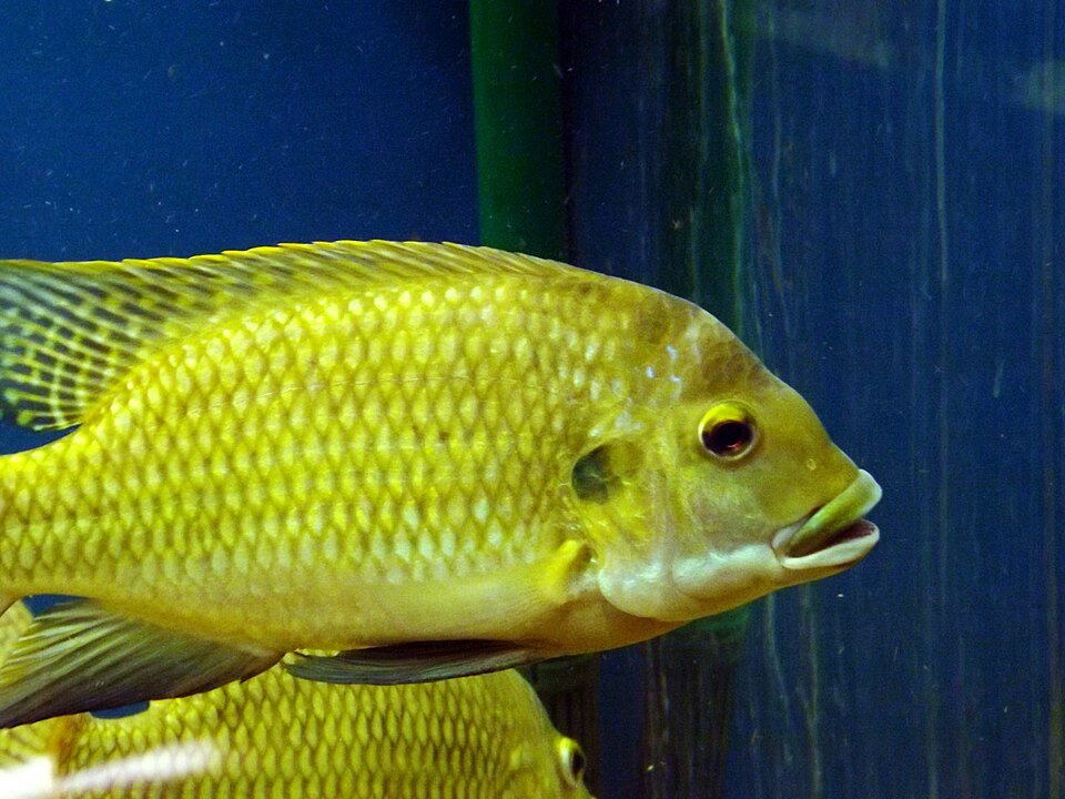 Redbelly Tilapia