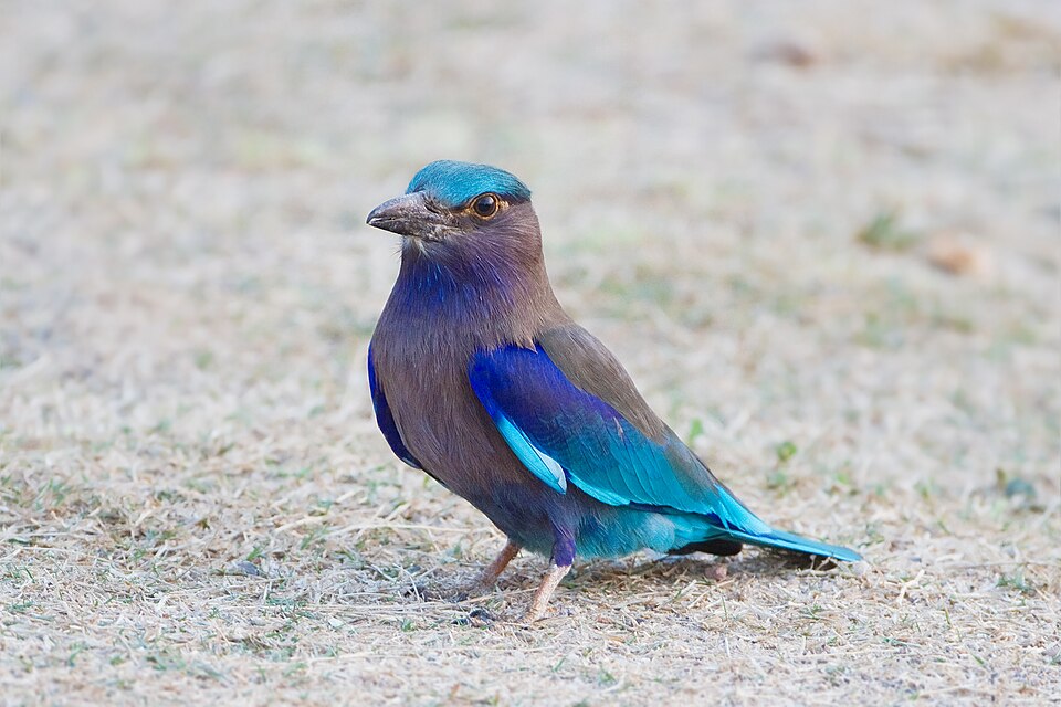 Indochinese Roller