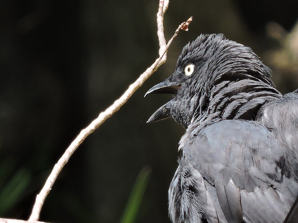 South Melanesian Cuckooshrike