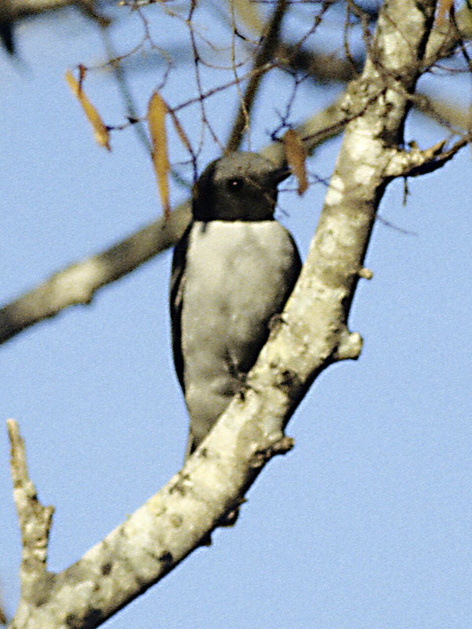 Ashy Cuckooshrike