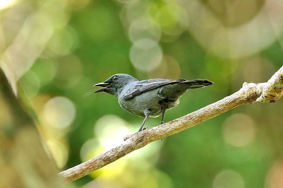 Palau Cicadabird
