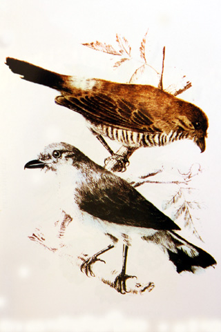 Reunion Cuckooshrike