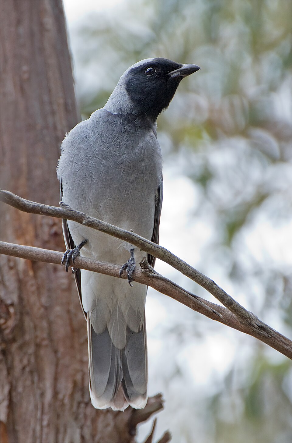 Black-faced Cuckooshrike