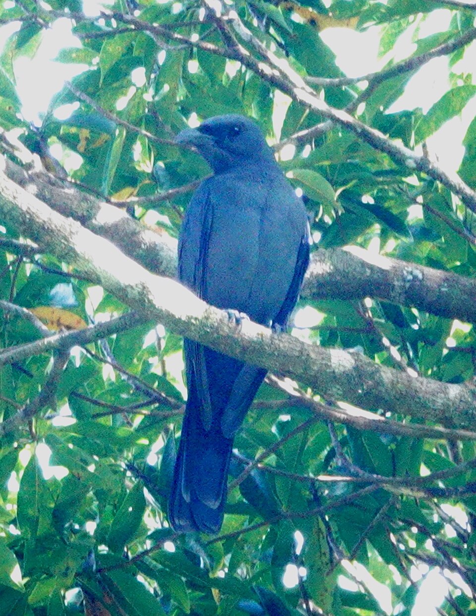 Wallacean Cuckooshrike