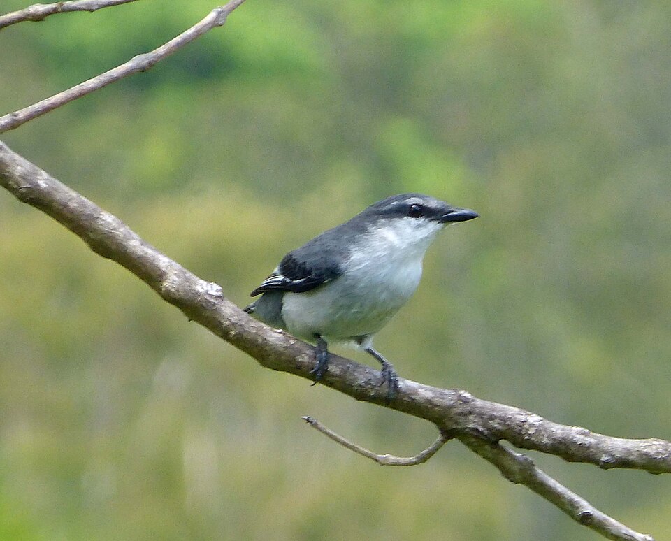 Mauritius cuckooshrike
